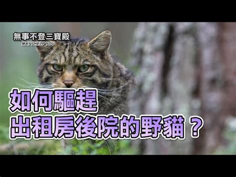 如何趕走野貓|如何讓野貓離開？氣味驅離法必學攻略 